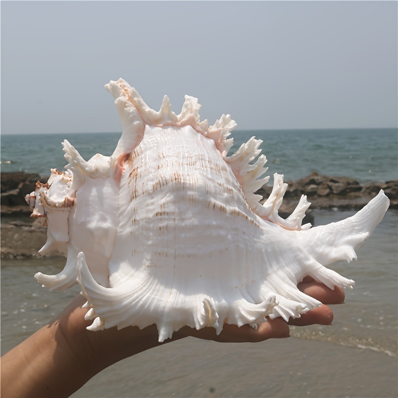5pcs Sea Shells For Crafts Decoration Crafting White Scallop Shells, For  Crafts DIY Painting Beaching Wedding Decoration, Beach Natural Scallop  Shells