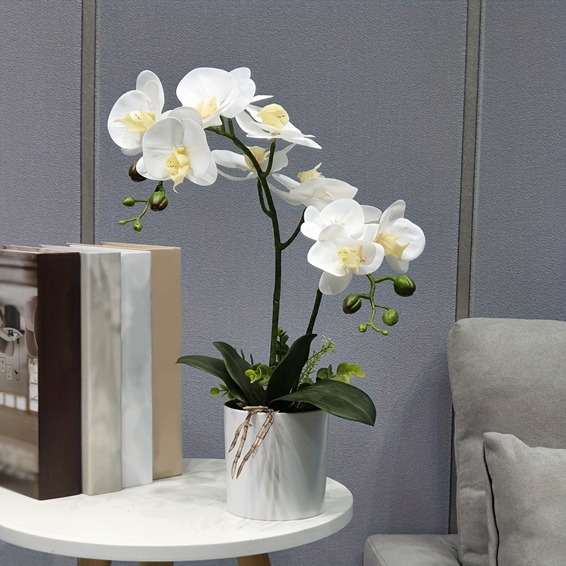 Plante D'intérieur D'orchidée Blanche En Fleurs Dans La Fenêtre