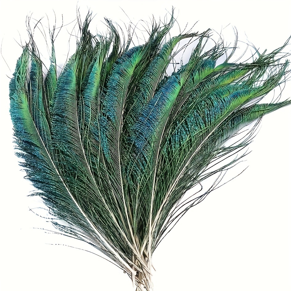 Peacock Feathers - 12
