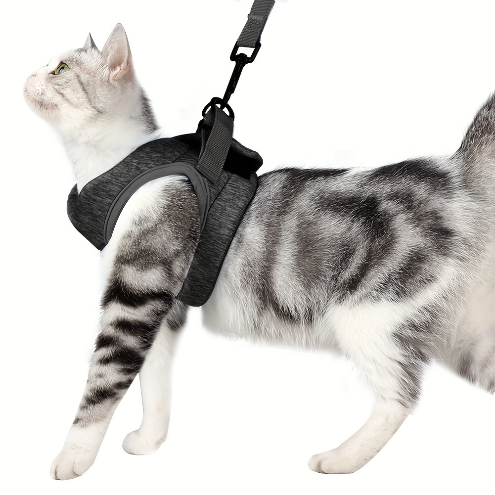 CAT SCHOOL Cat Harness and Leash Set for Outdoor Walks, Training, and  Travel - Secure, Soft, Comfortable Cat Vest Harness with 10' Long Cat Leash  