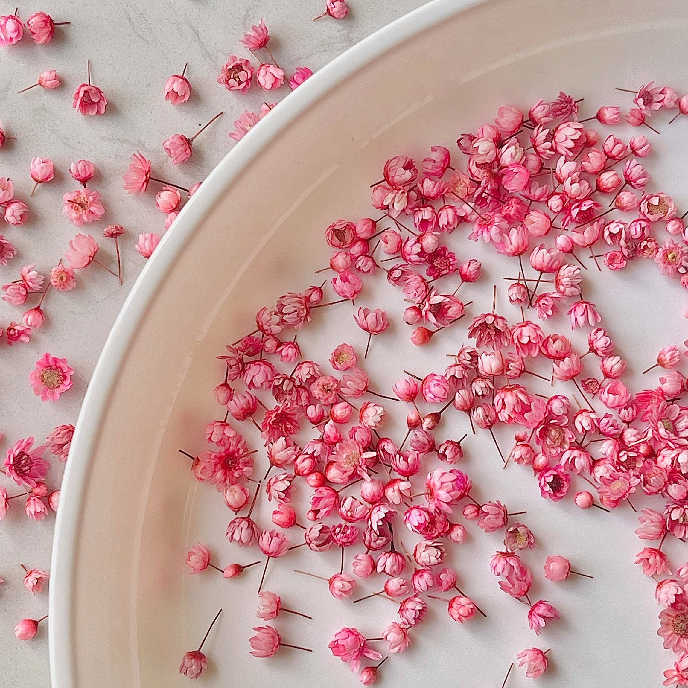 Dried Star Flowers - PINK