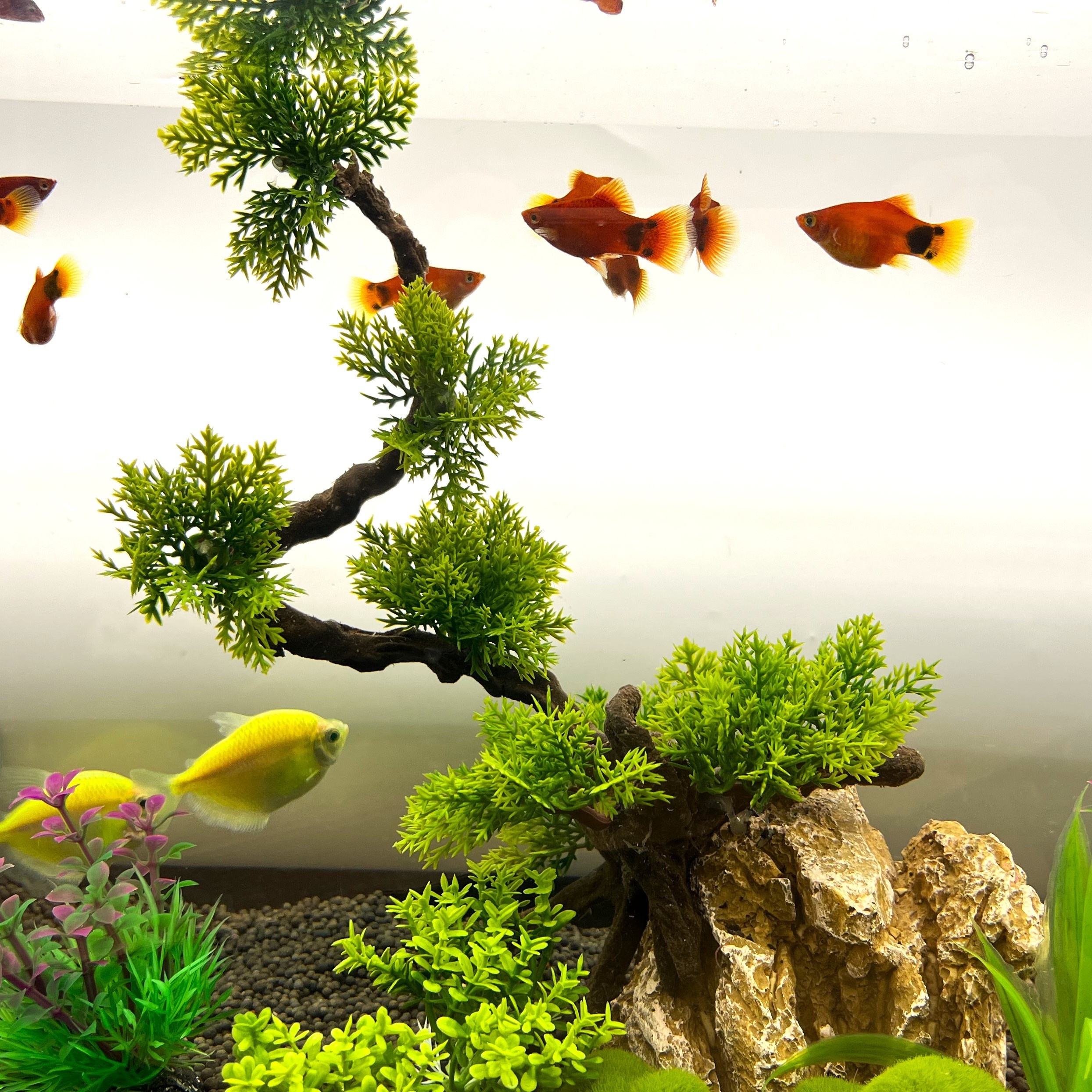 Live Fish Plants - Temu