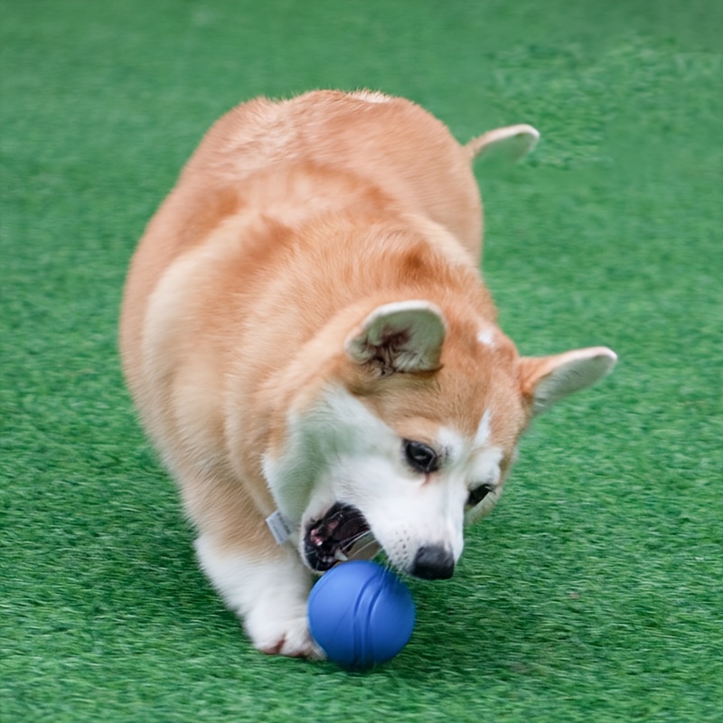 Pelota De Goma Para Perros - Temu