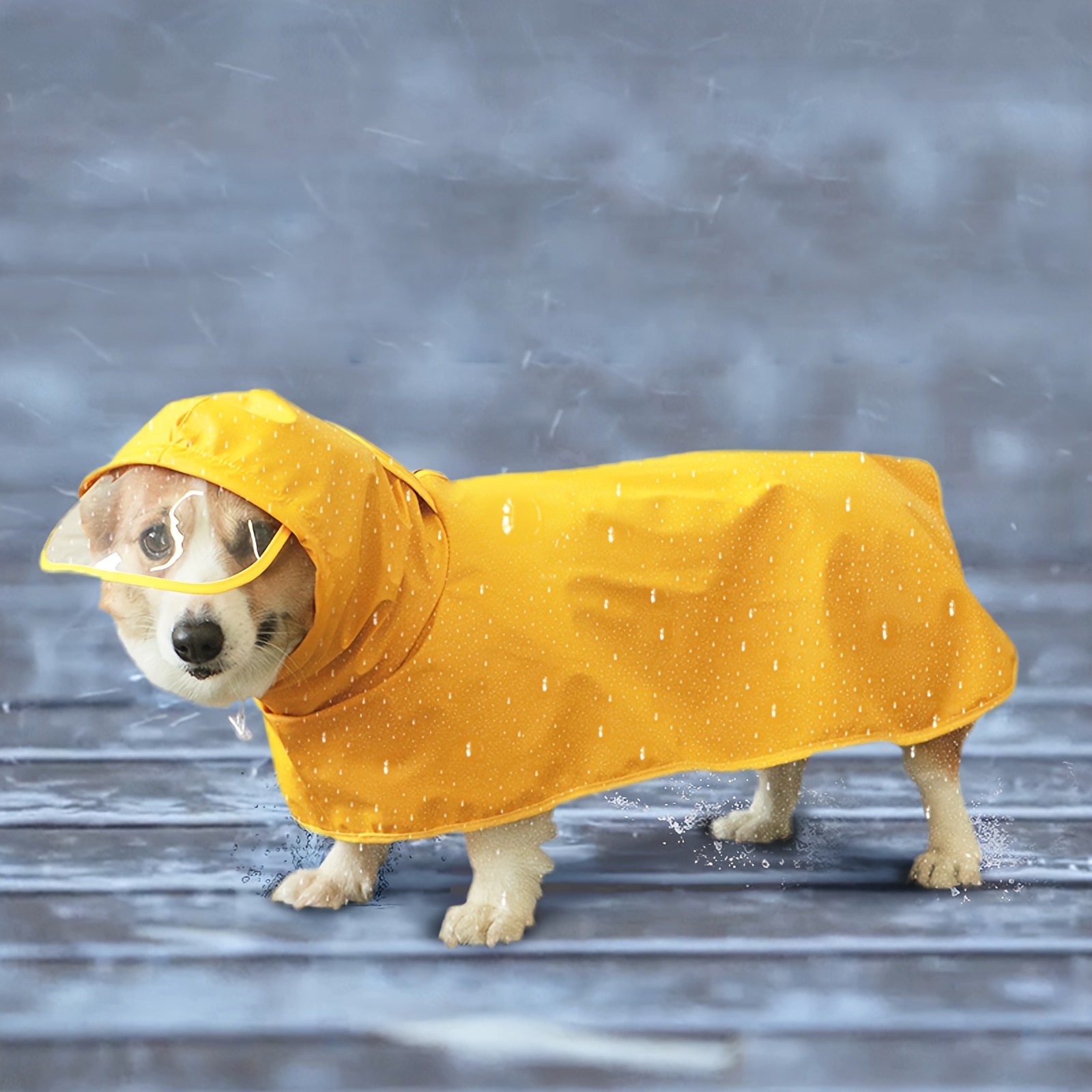 Dog store wearing raincoat