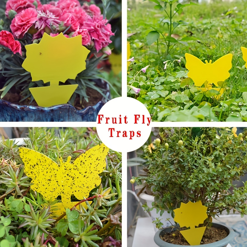 Fruit Fly Traps Fungus Gnat Traps Yellow Sticky Bug Traps Non-toxic And  Odorless For Indoor Outdoor Use Protect The Plant - Temu