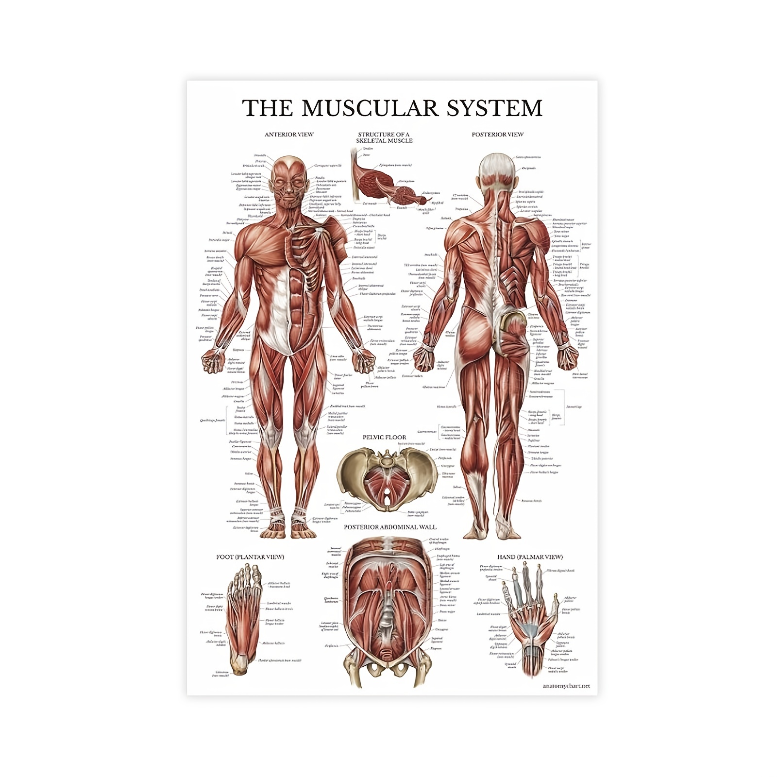 Poster Anatomico Del Sistema Muscolare Grafico Laminato Di - Temu Italy