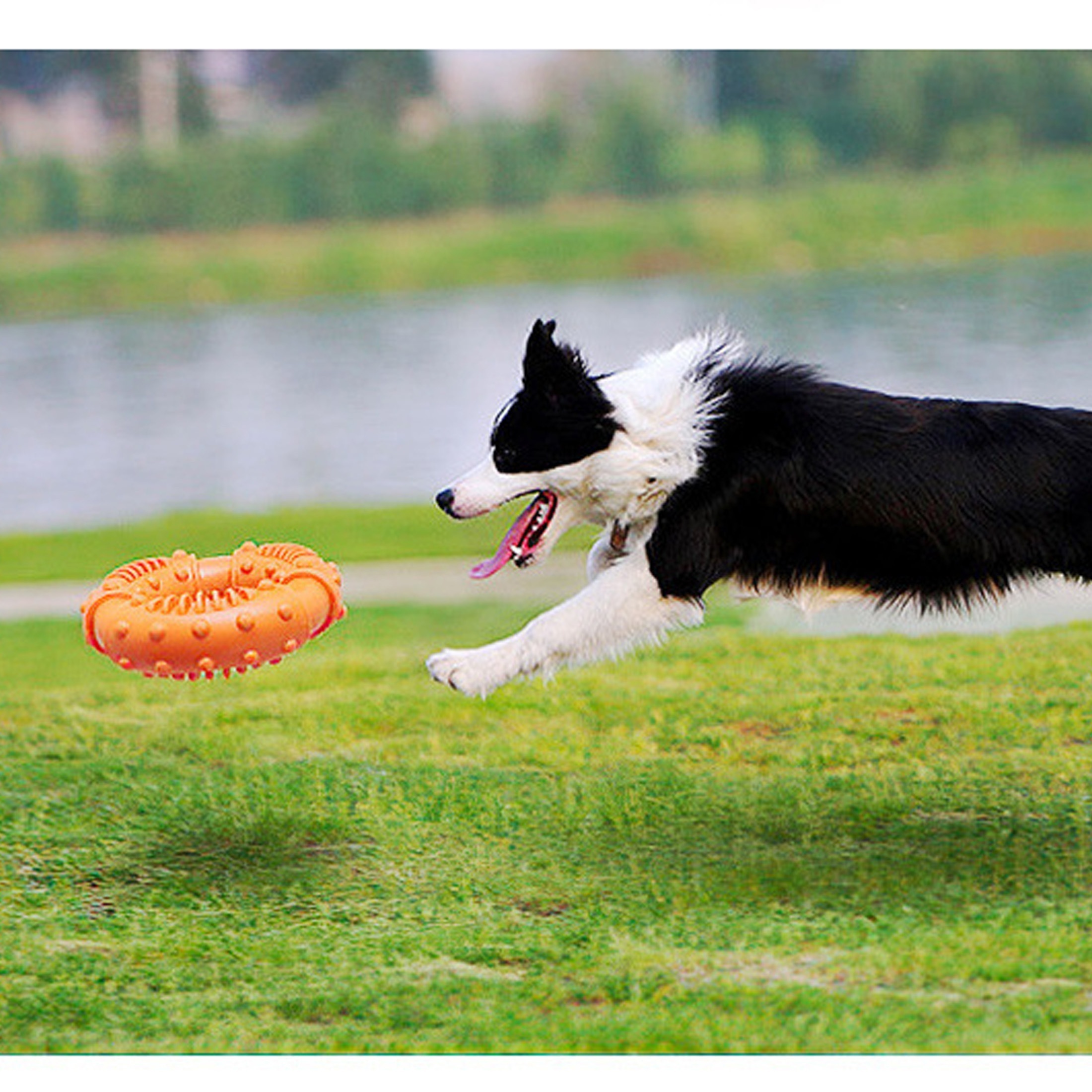 Jouet frisbee pour chien 9 