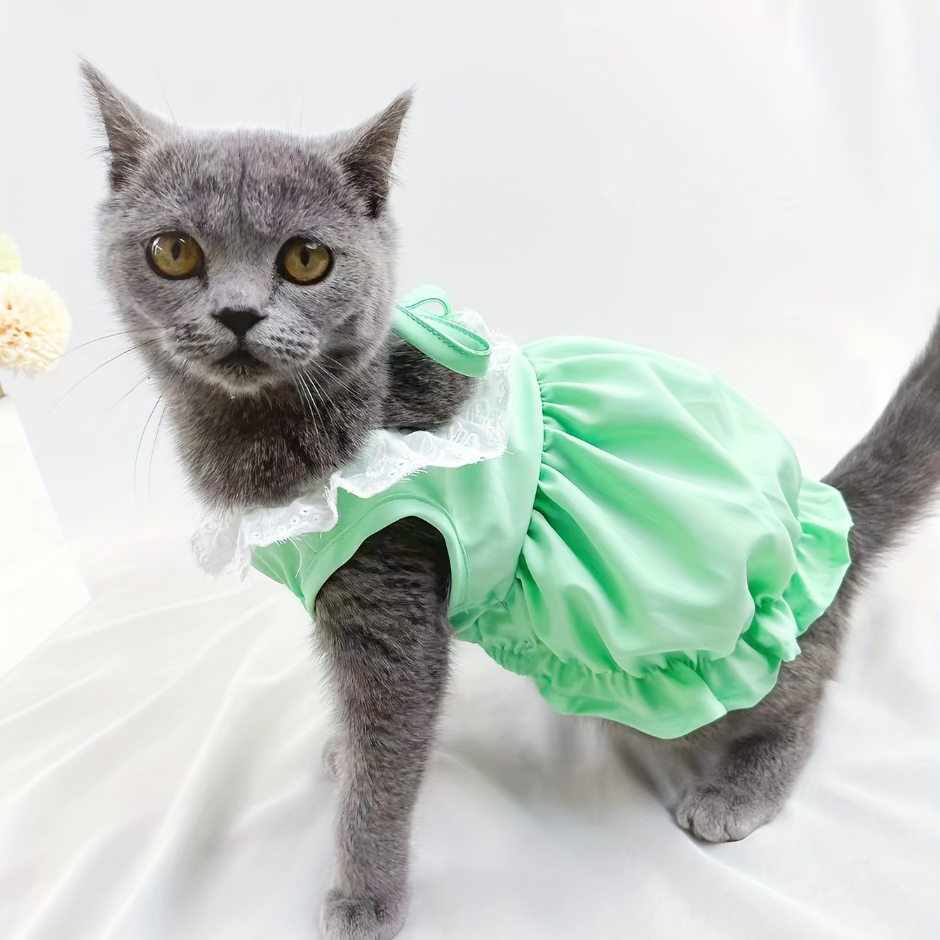 Robe best sale pour chat