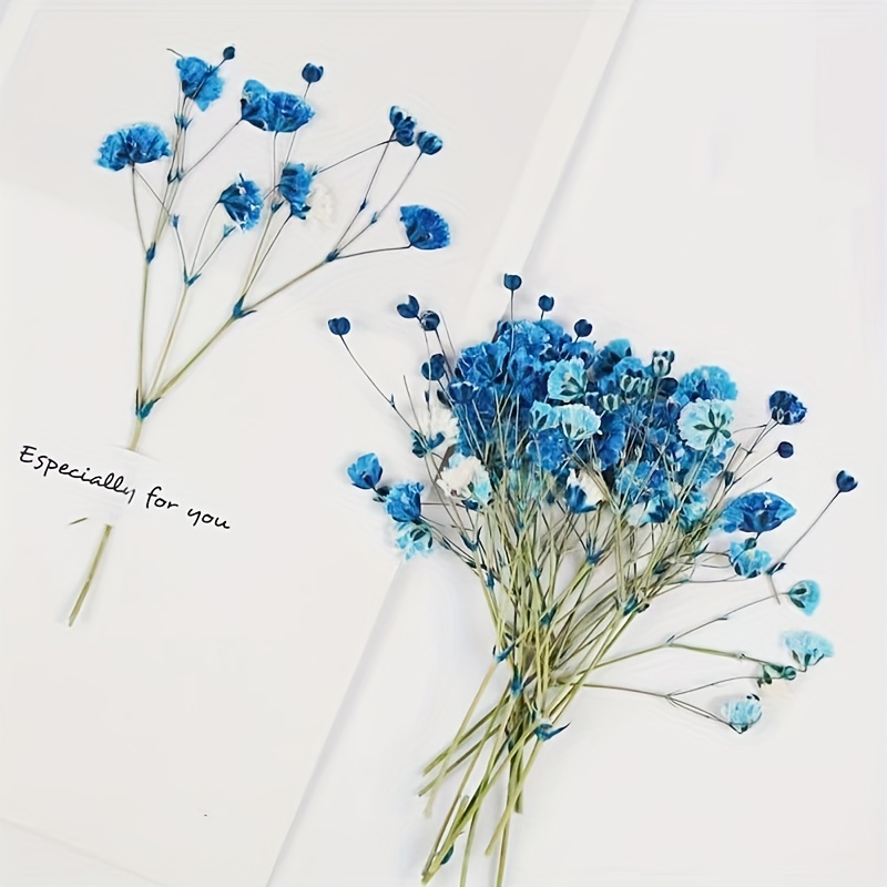 Mini Dried Pressed Baby's Breath Flowers Flat Real - Temu