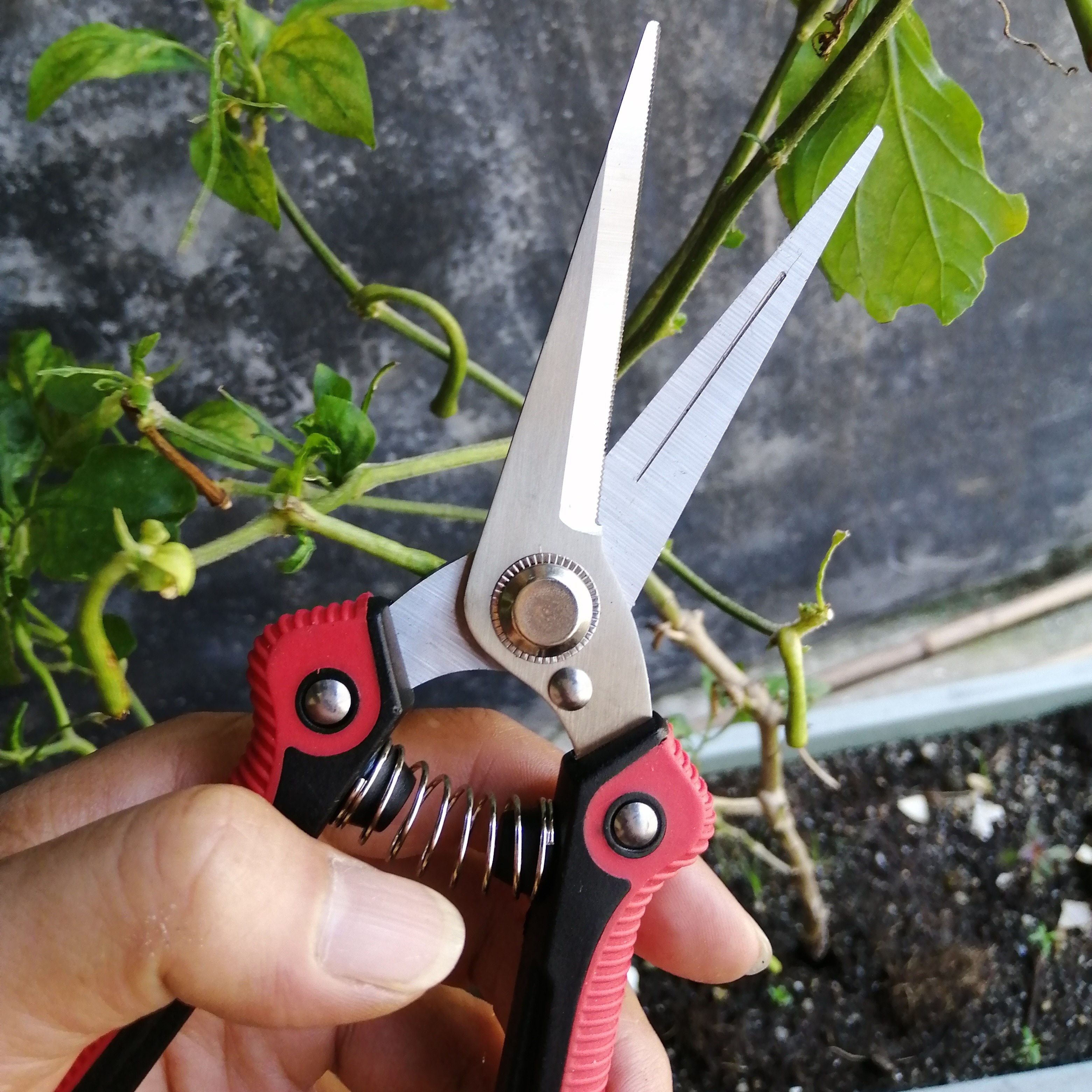 Garden Shears Pruning Steel Garden Branch Scissors Non - Temu