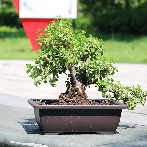 Chinese Bonsai Pot Not Include Plant Micro-landscape Creative