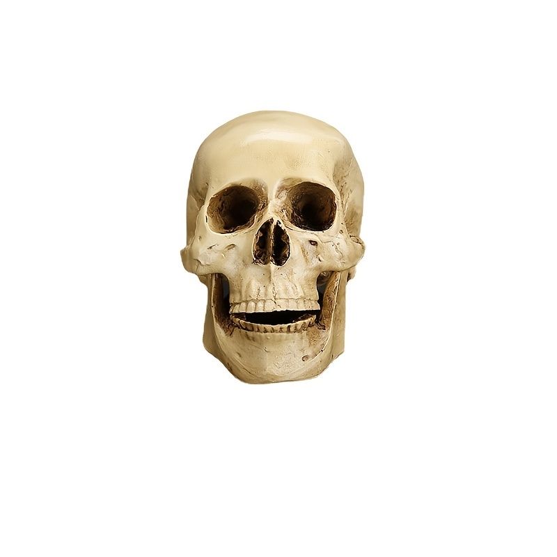 Resin Skull Pendant Medical Teaching Model Sample Head Bone Animal Head Bone  Frame Skull Head - Arts, Crafts & Sewing - Temu