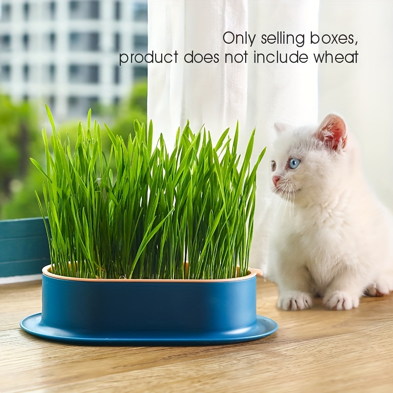 Chia Pet Planter Ceramic Indoor Plant Pots Cat Grass The Child