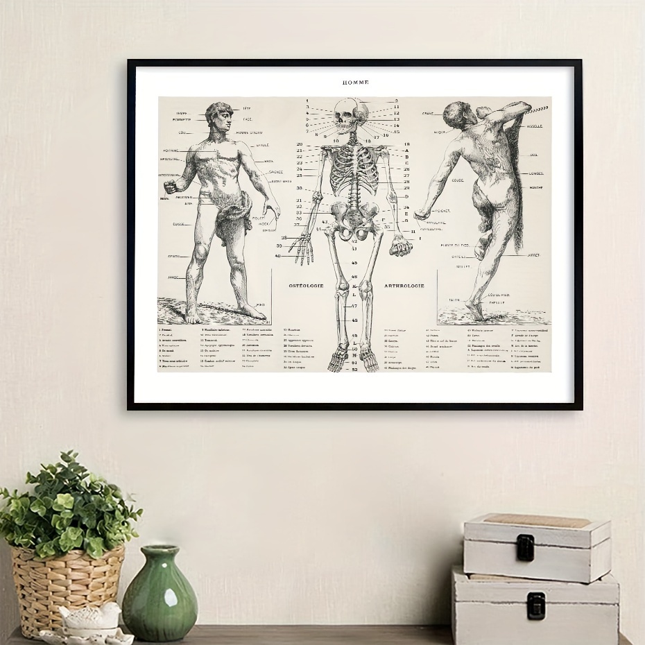 Póster de esqueleto, gráfico de anatomía del cuerpo humano 