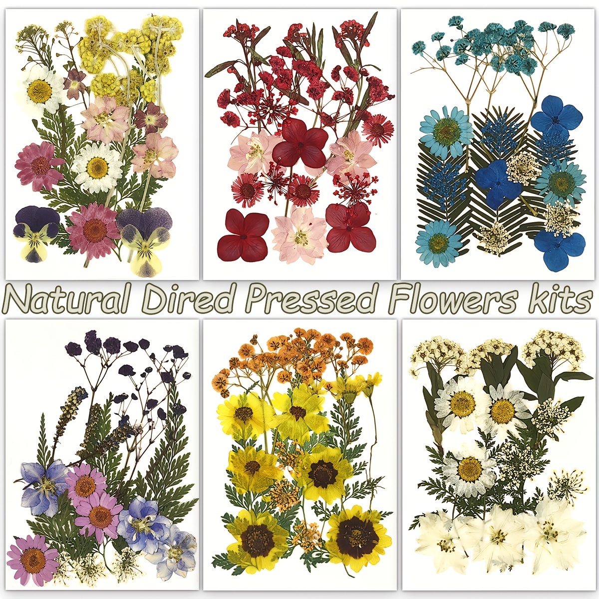 Create Stunning Art With Real Pressed Flowers Herbs Perfect - Temu