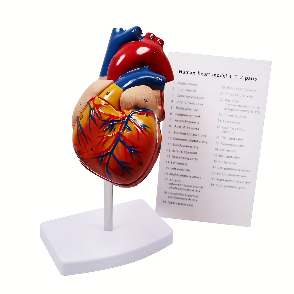 Planche Anatomique le Coeur Humain