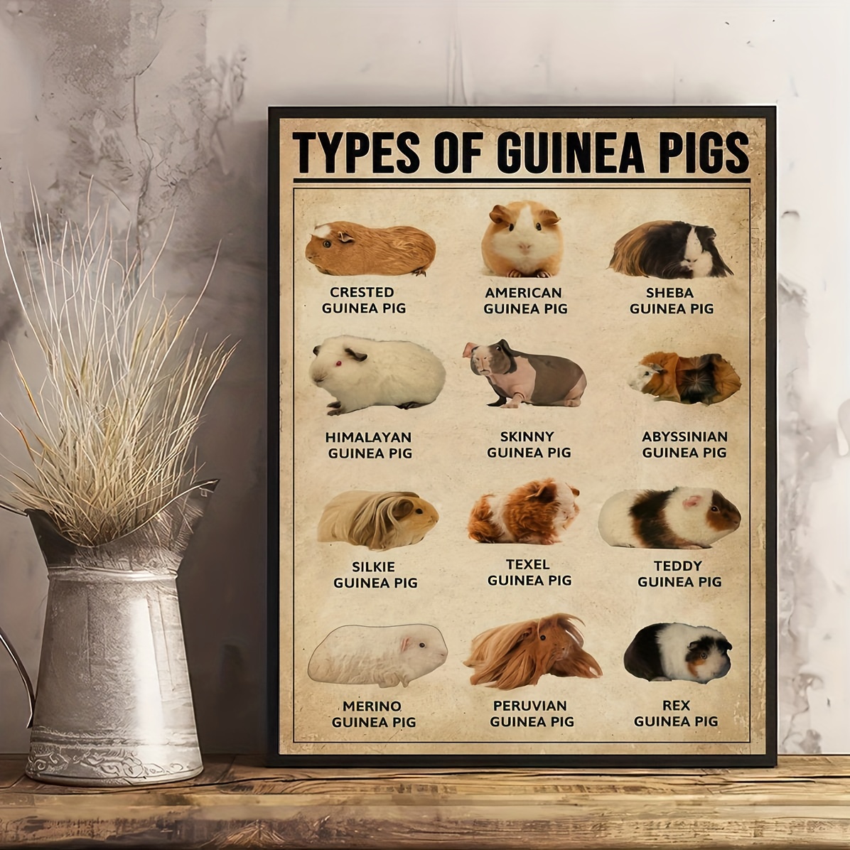 Canvas Print Poster Retro Vintage Types Of Guinea Pigs Animal ...