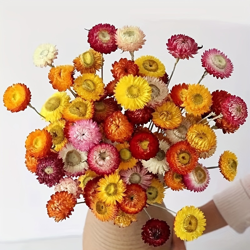  Dried Flowers Natural Daisy Mums Flower - 20 Stems Multicolor  Daisies Artificial Sunflowers, Dry Fall Orange Flowers Bouquets for Vase,  Wedding Home Farmhouse Decor, DIY Table Centerpiece Decoration : Home &  Kitchen