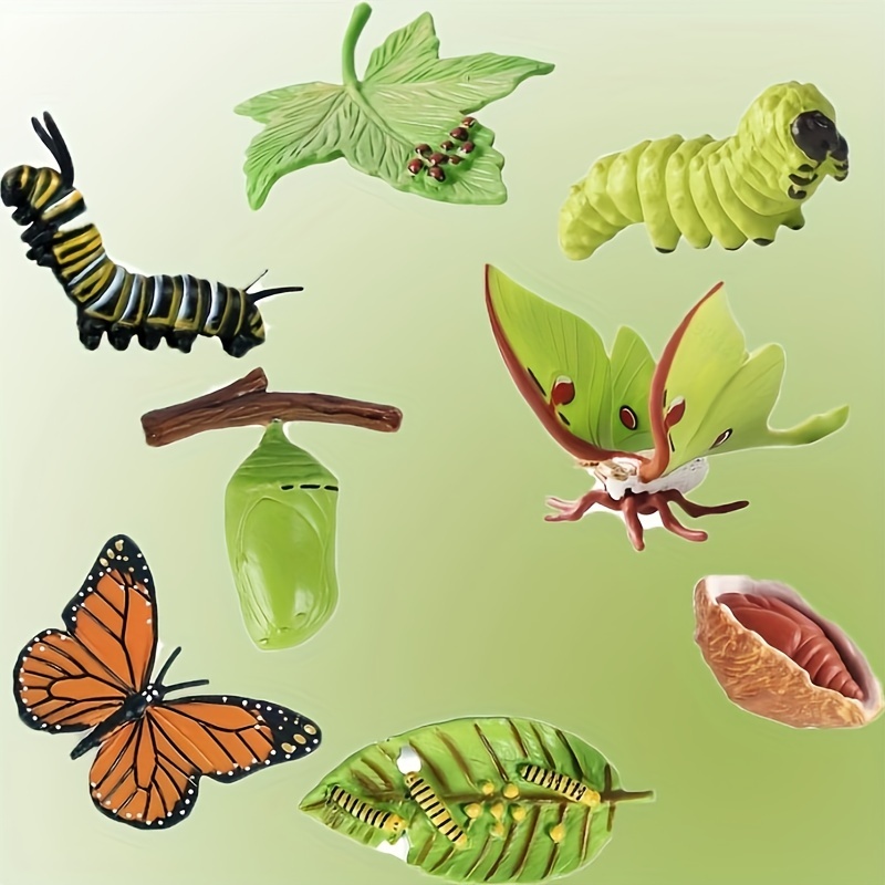  8PCS Life Cycle Figurines of Monarch Butterfly and Actias  Ningpoana, Realistic Education Insects Life Cycle Toys, Caterpillar to  Butterfly Kit Growth Life Stages Figures for Learning and Teaching Aids :  Toys