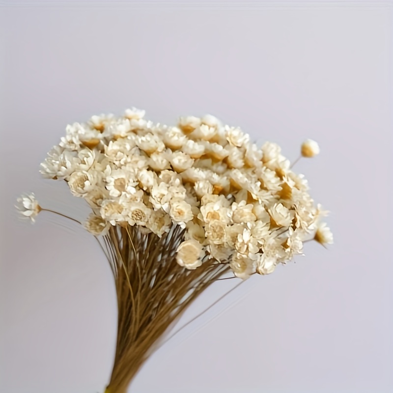 Stems Dried Flowers Brazilian Small Star Daisy Decorative - Temu