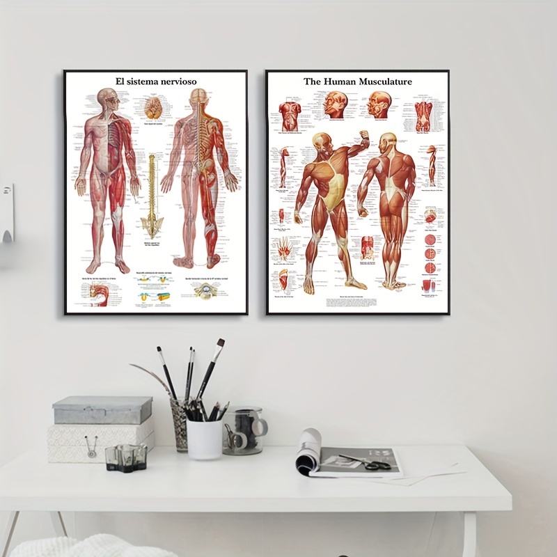 Anatomia umana sistema muscolare Poster corpo umano mappa