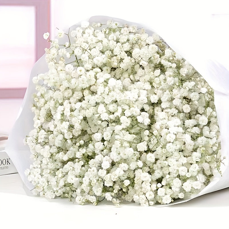 YIWOYI Ramo de flores secas naturales Gypsophila Paniculata preservadas  para decoración del hogar y fiestas de boda (blanco, 15-30 cm, 20 g)