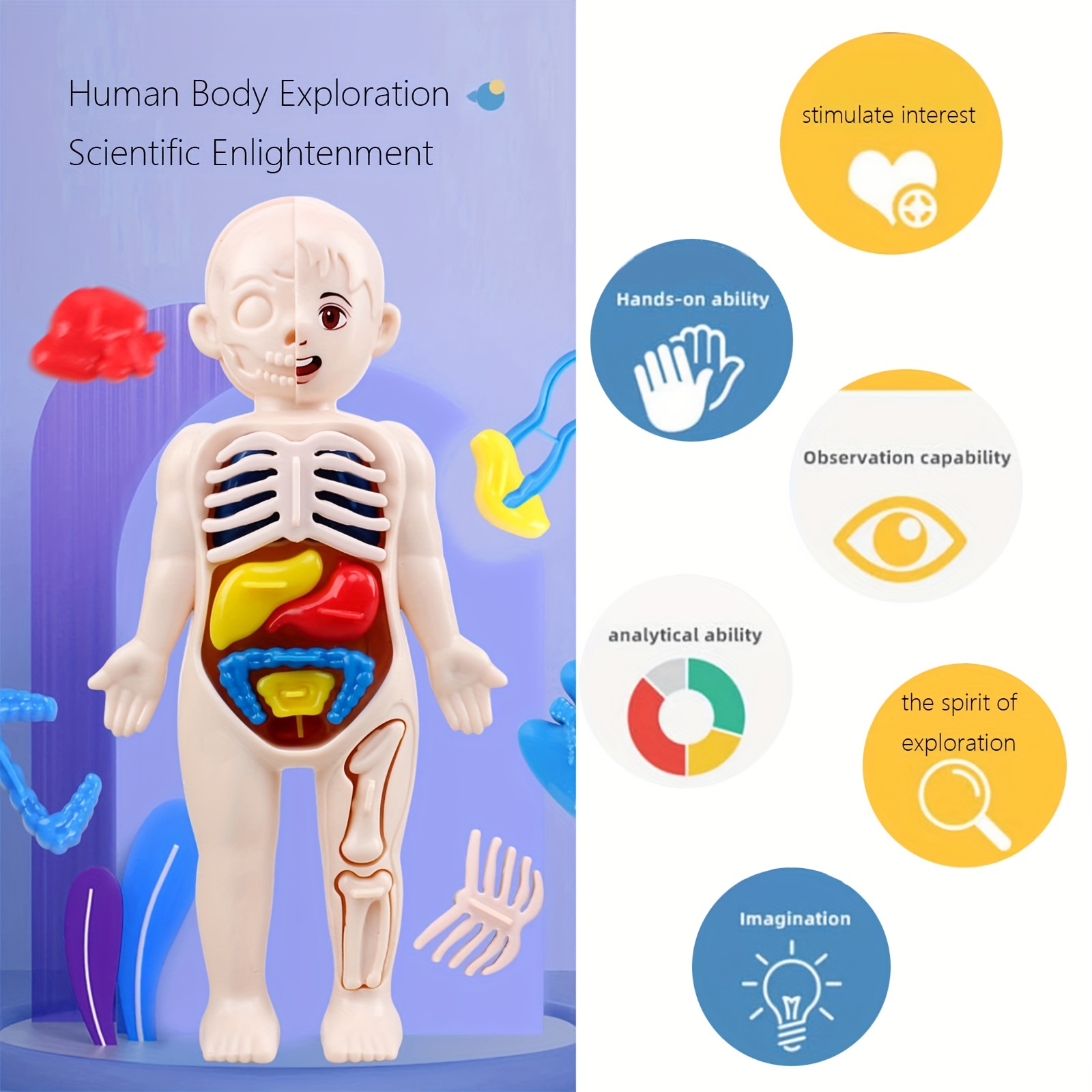 13 Pezzi Set, Modello Del Corpo Per Bambini, Giocattoli Scientifici  Educativi Per L'apprendimento Precoce, Modello Anatomico, Parti Del Corpo  Per