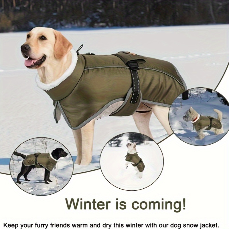 Ecofriendly Dog Gear for Winter