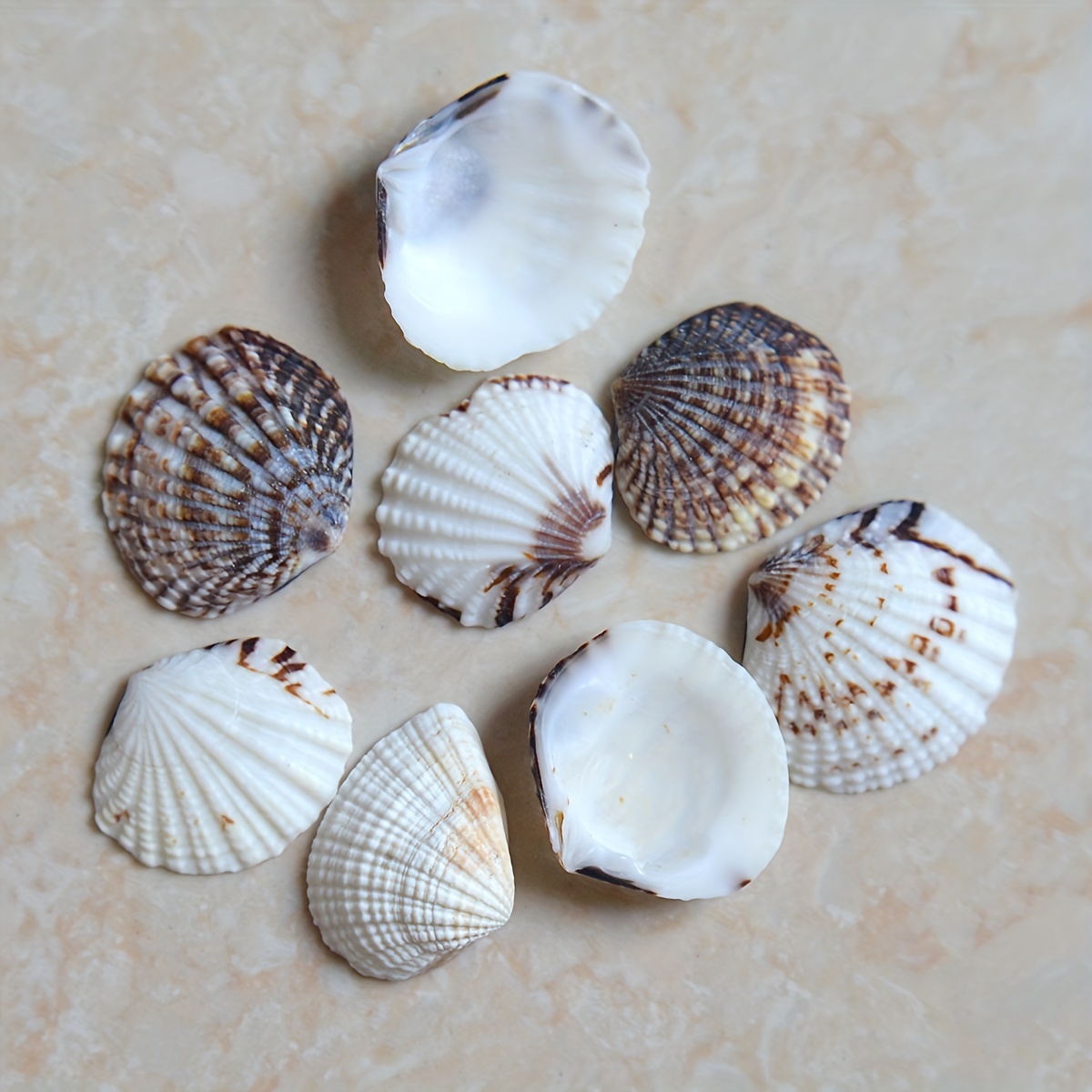 Scallop Shells For Crafts Large Sea Shells For Decorating - Temu United  Arab Emirates