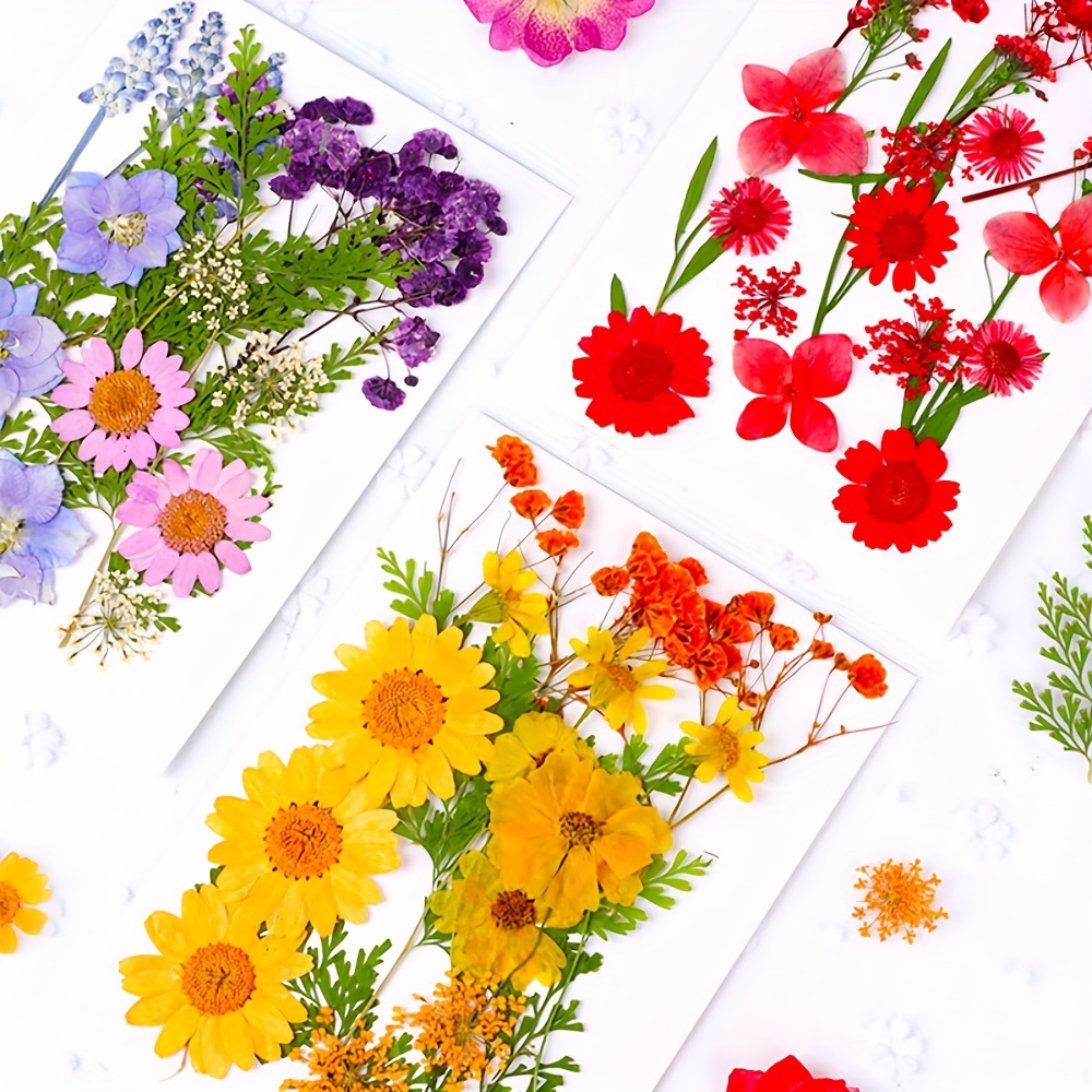 Flores secas para moldes de joyería de resina, hojas de flores secas  mezcladas, múltiples colores, crisantemo amarillo para manualidades, arte  de