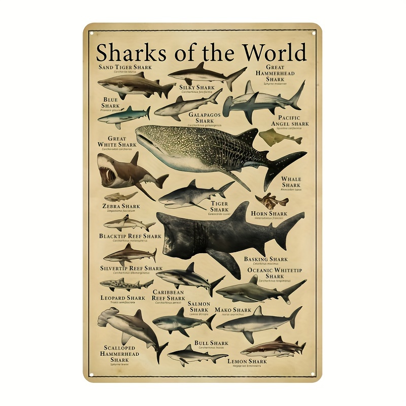 Shark Knowledge Metal Aluminium Sign Poster Shark Species - Temu Canada