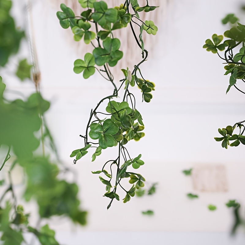 Clover Leaf Ivy, Hanging Plants, Vines