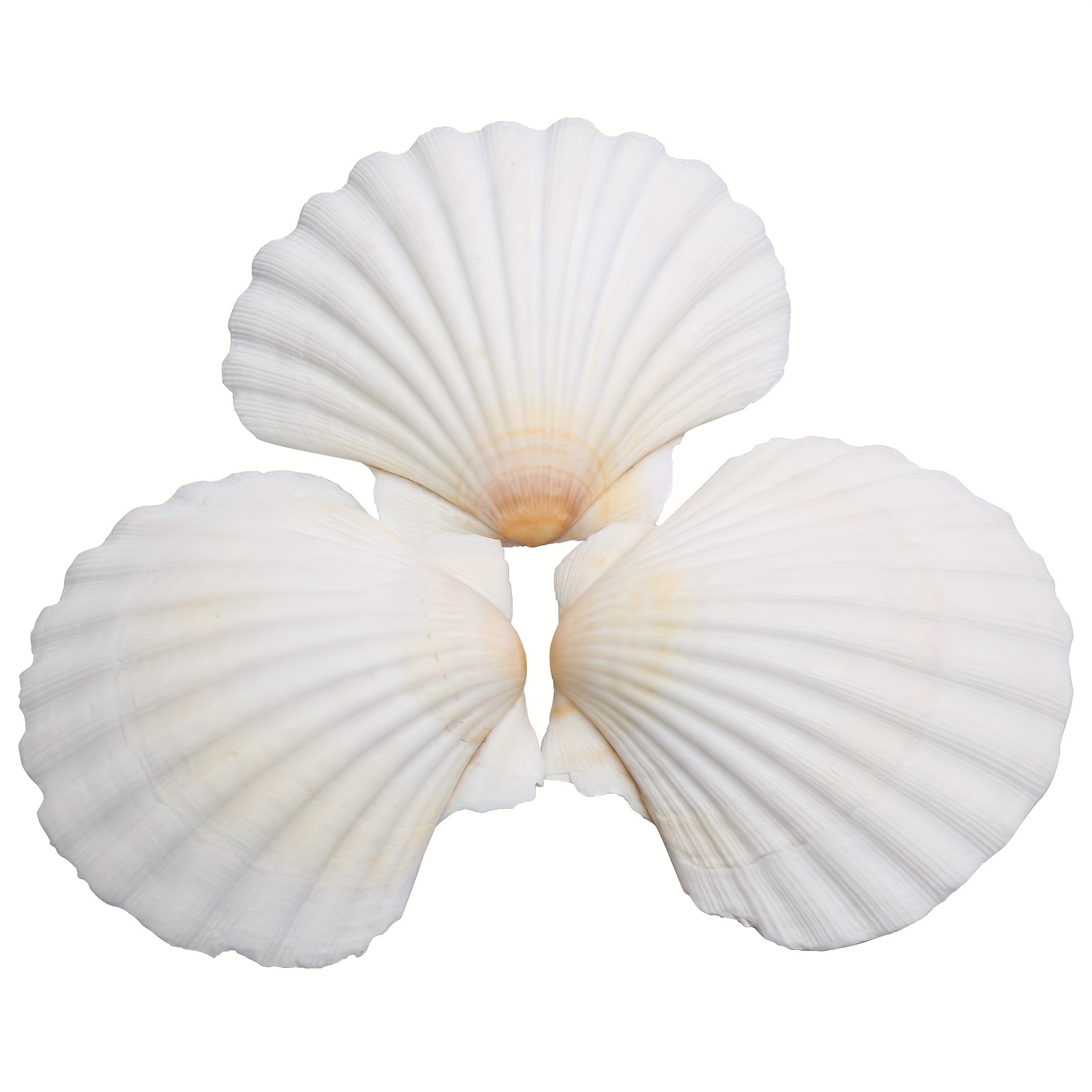 Natural Scallop Shells For Diy Crafts Home Decor And Vase - Temu