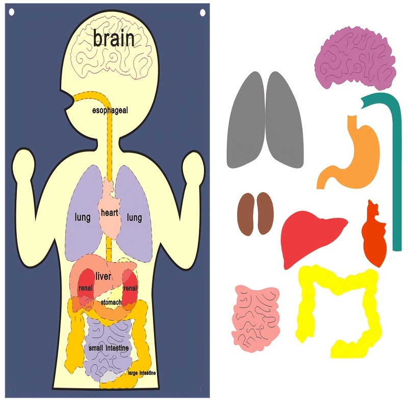 Educational puzzle Human Body