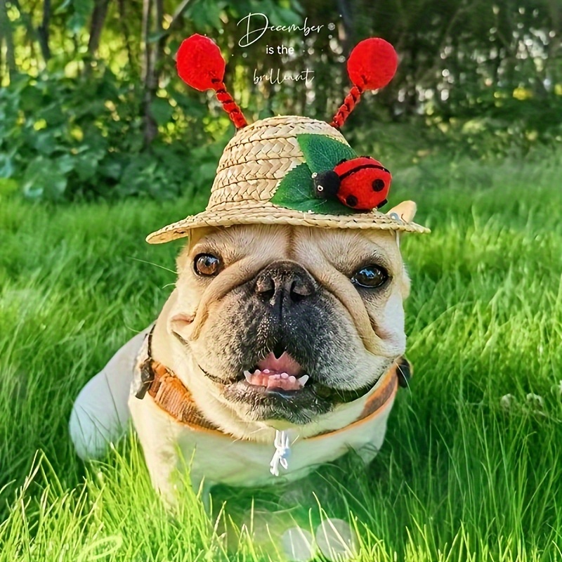 Mini Hats For Pets - Temu