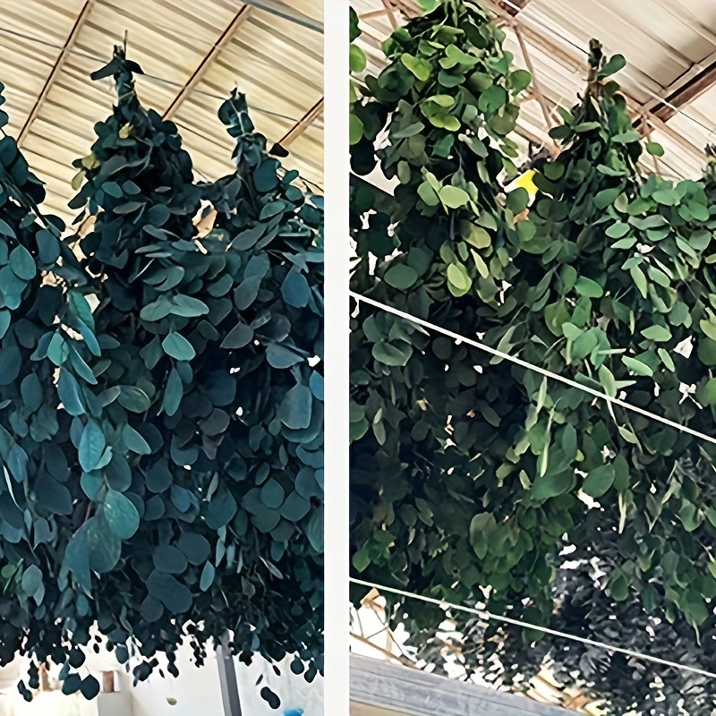 Más de 20 ramas pequeñas conservadas de eucalipto seco tallos, 7-14 piezas  de 17 pulgadas y 4 onzas de eucalipto real natural para ducha, plantas de