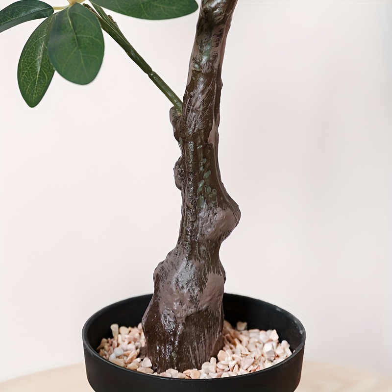 goldulme bonsai Aralia Ming Gold Mini Bonsai