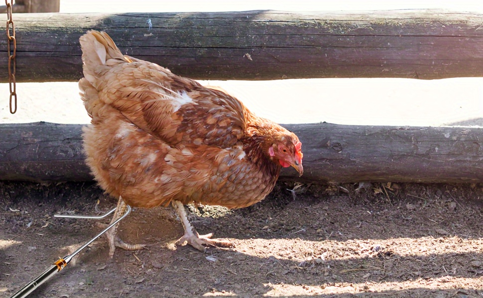 Chicken Net And Chicken Catcher Leg Hook Stainless Steel - Temu