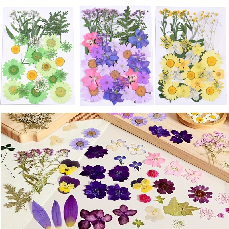Flores secas para moldes de joyería de resina con pinzas, hojas de flores  secas prensadas reales mezcladas con múltiples colores, para manualidades
