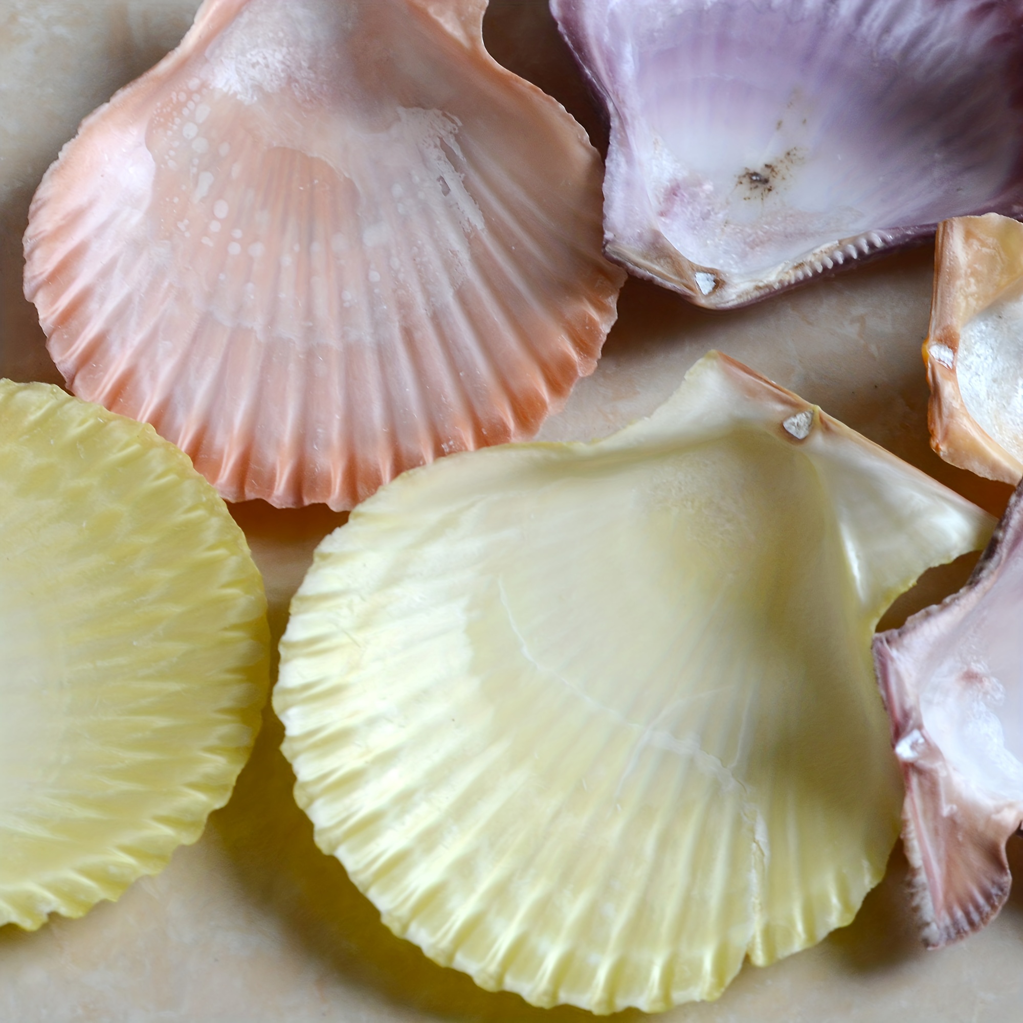 COLORFUL SCALLOP SHELL  Sea shells, Scallop shells, Types of shells