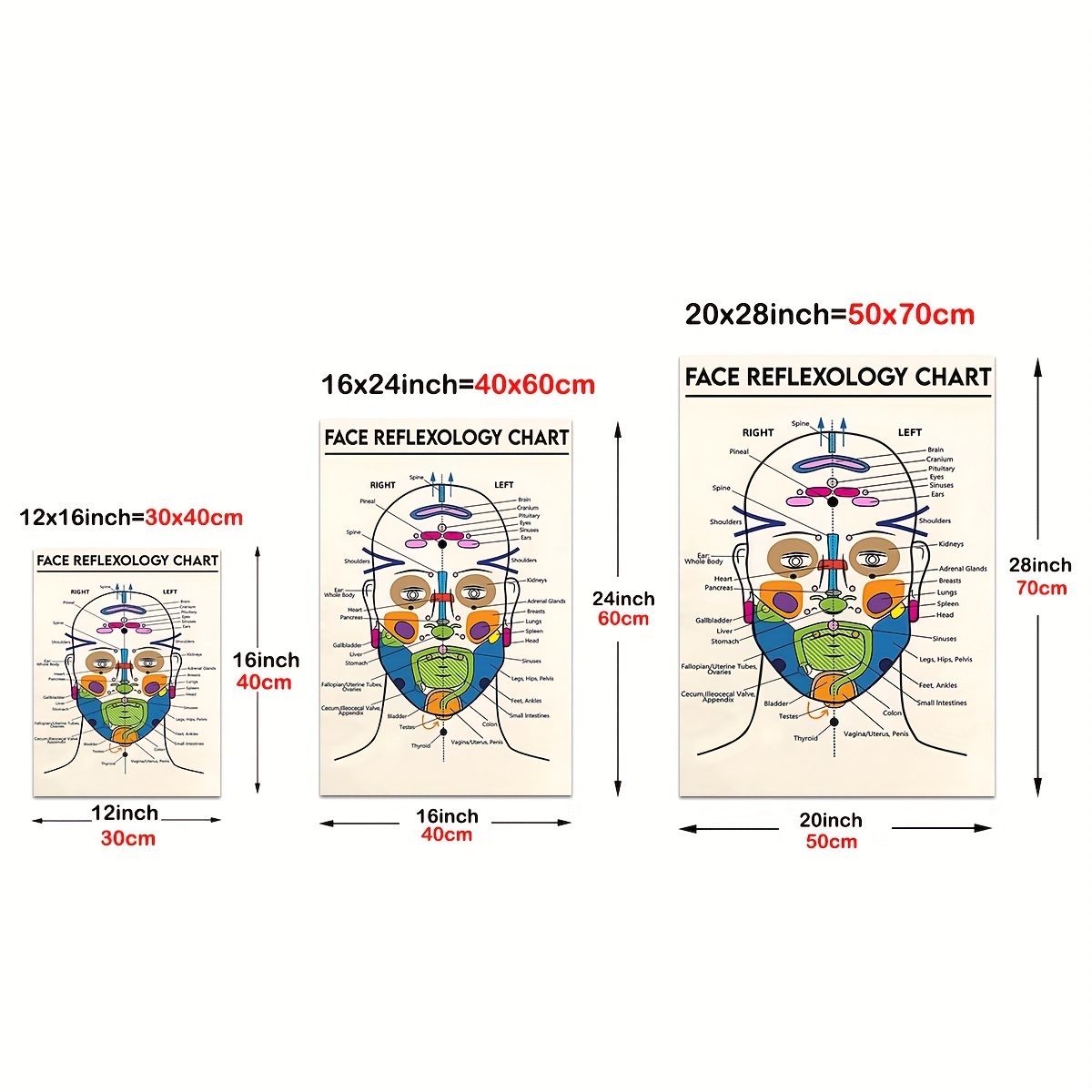 1pc Poster Anatomia Viso Muscoli Facciali E Vene Arte - Temu