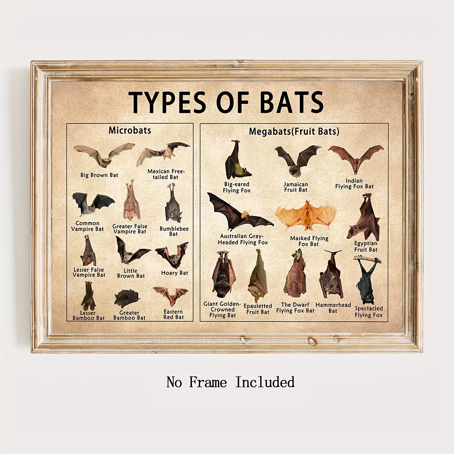 

Bat Wall Art Animal Canvas Educational Poster, Modern Type Bat Print Knowledge Chart Poster Vintage Painting Animal Artwork Frameless 12×16 Inch