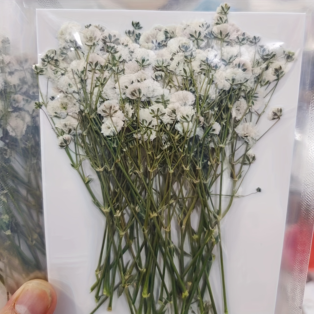 Mini Dried Pressed Baby's Breath Flowers Flat Real - Temu