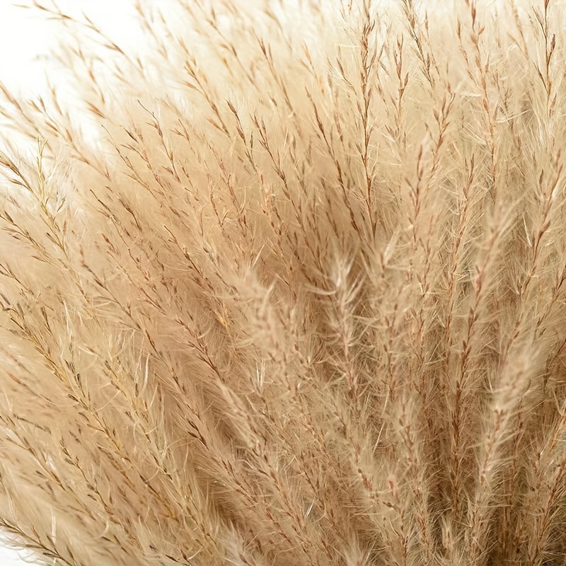 Dried Pampas Grass Reeds Plumes 140 cm Decorative Feathers Flower  Arrangement