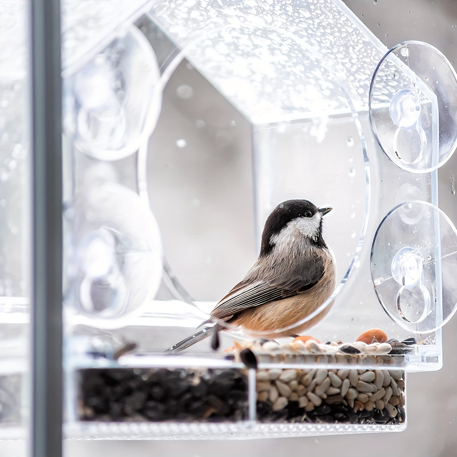 Mangeoire de fenêtre pour oiseaux