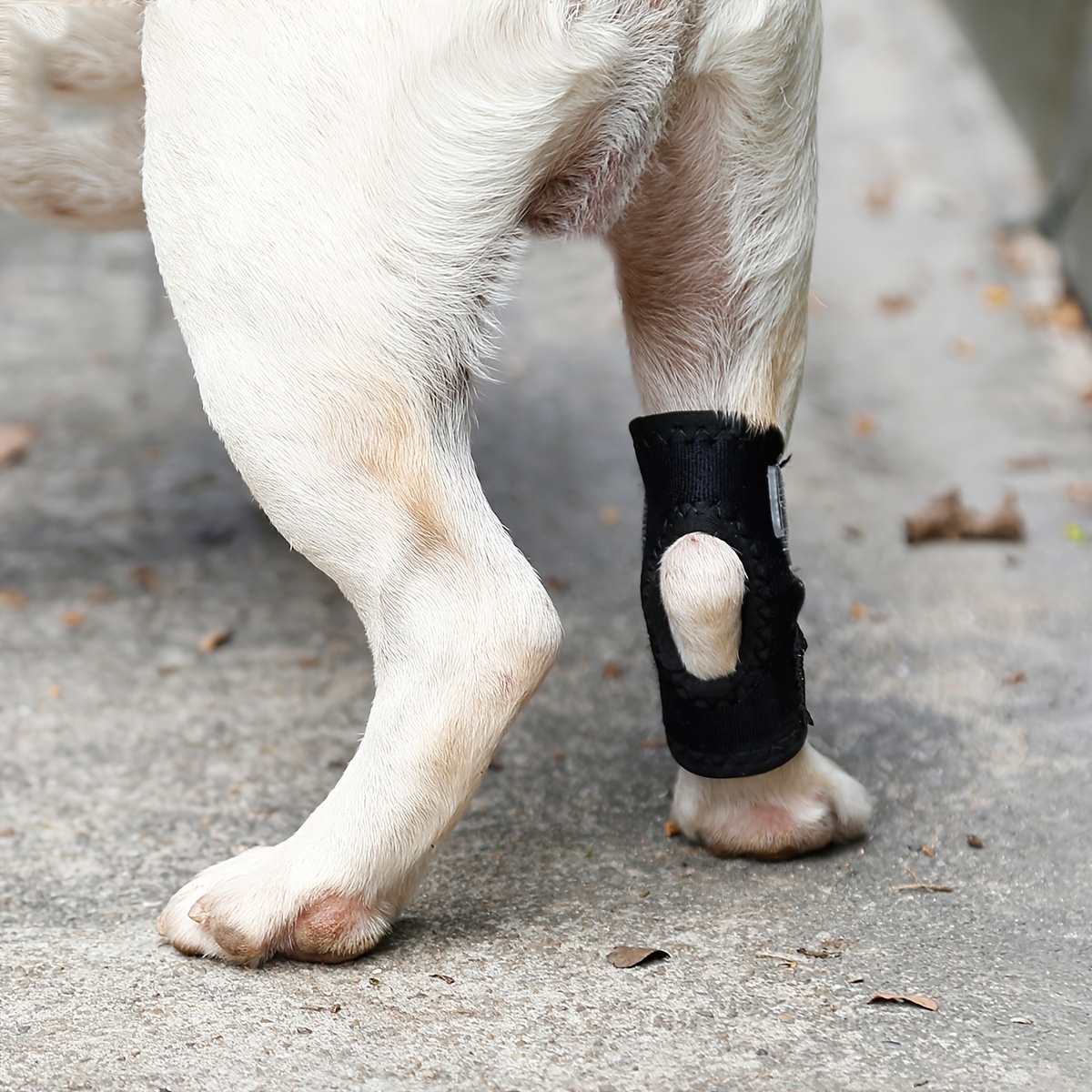  Rear Dog Leg Brace One Pair Heals Hock Joint Wrap Sleeve for  Hind Legs(XL/Grey) : Pet Supplies