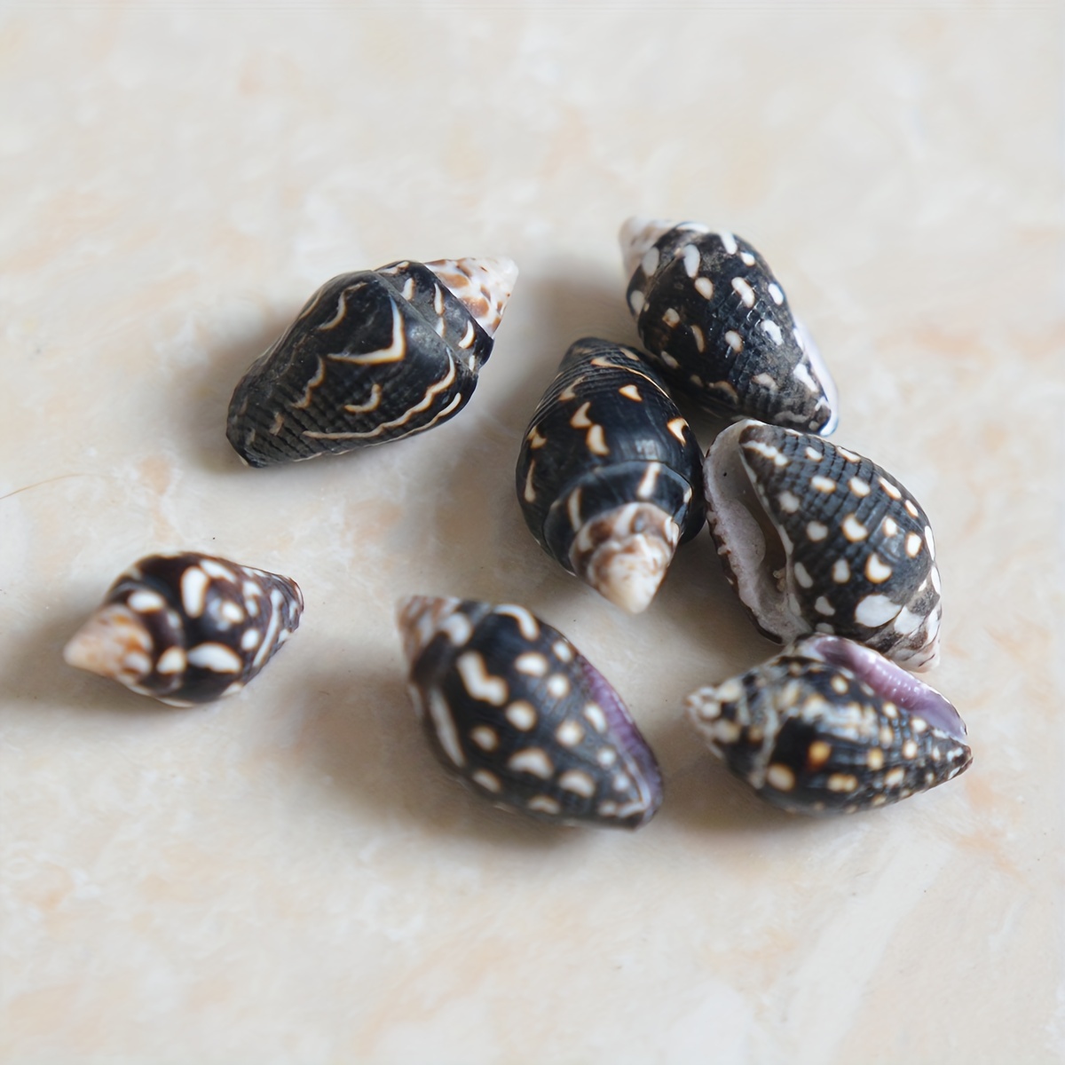 Natural Sea Shells Crafts, Sea Shells Decoration, Handicraft Materials