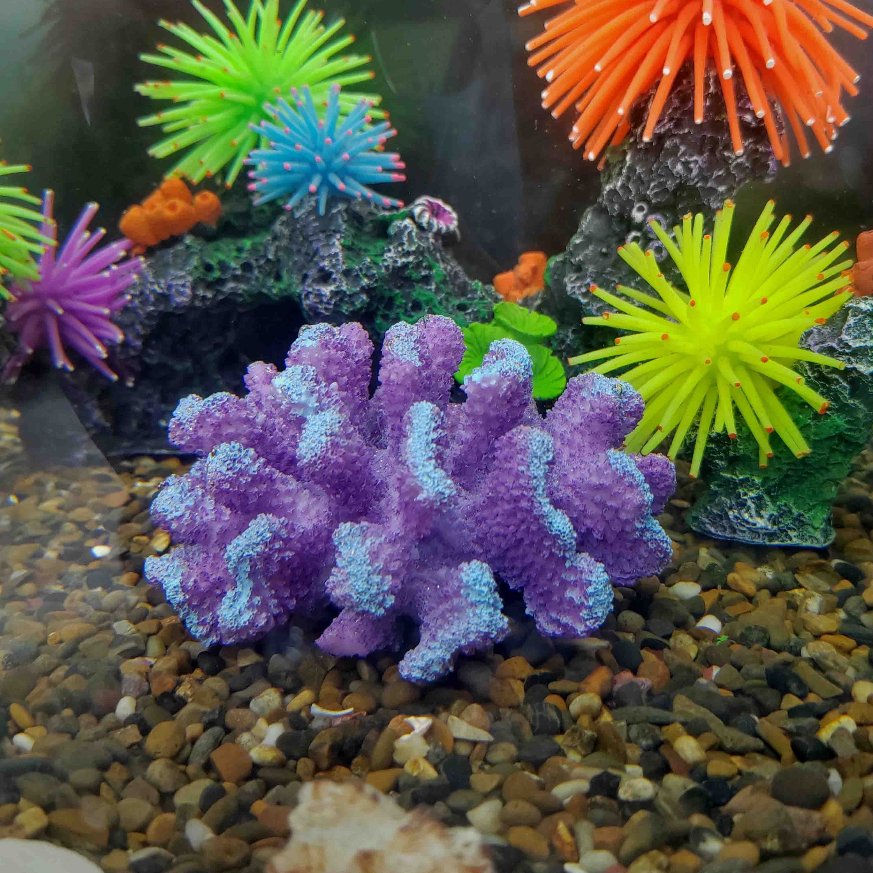 Coral Decor - Temu