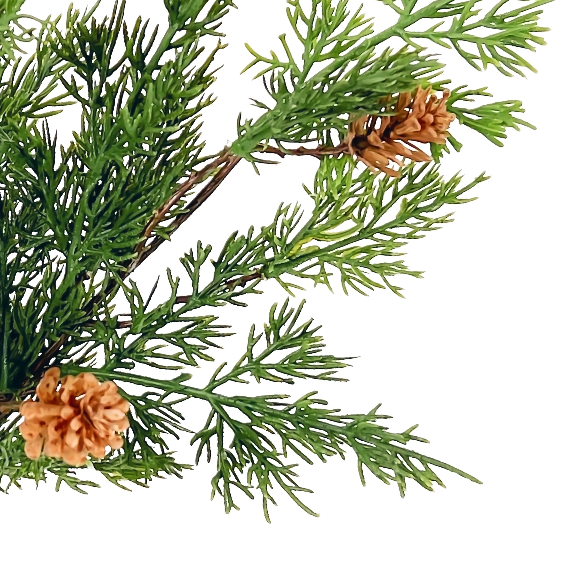 Artificial Pine Cypress Leaves Branch Long Faux Pine Cypress - Temu