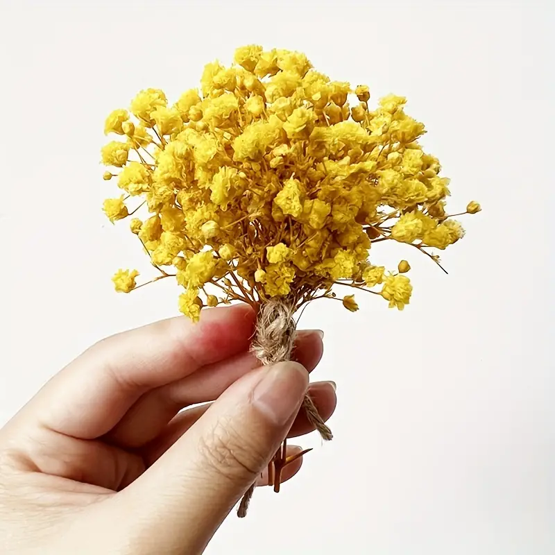 Mini Natural Real Preserved Flowers Baby's Breath Gypsophila - Temu